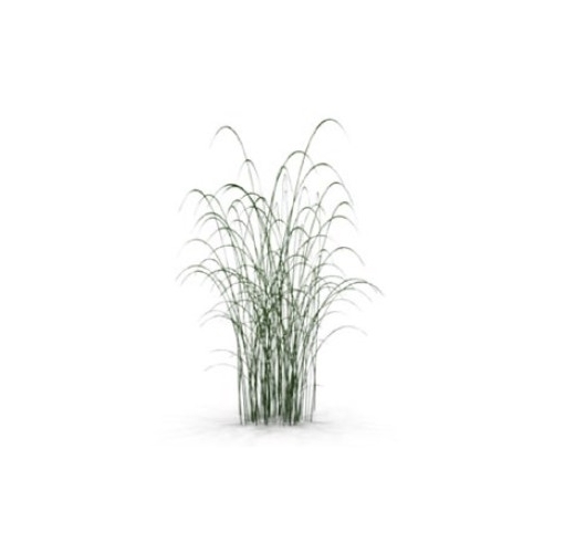 LDS-TRE-CNO-Shrub-01